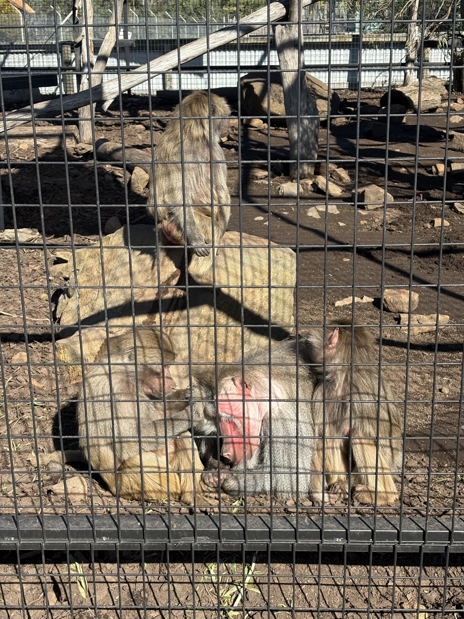 Hamadryas Baboons