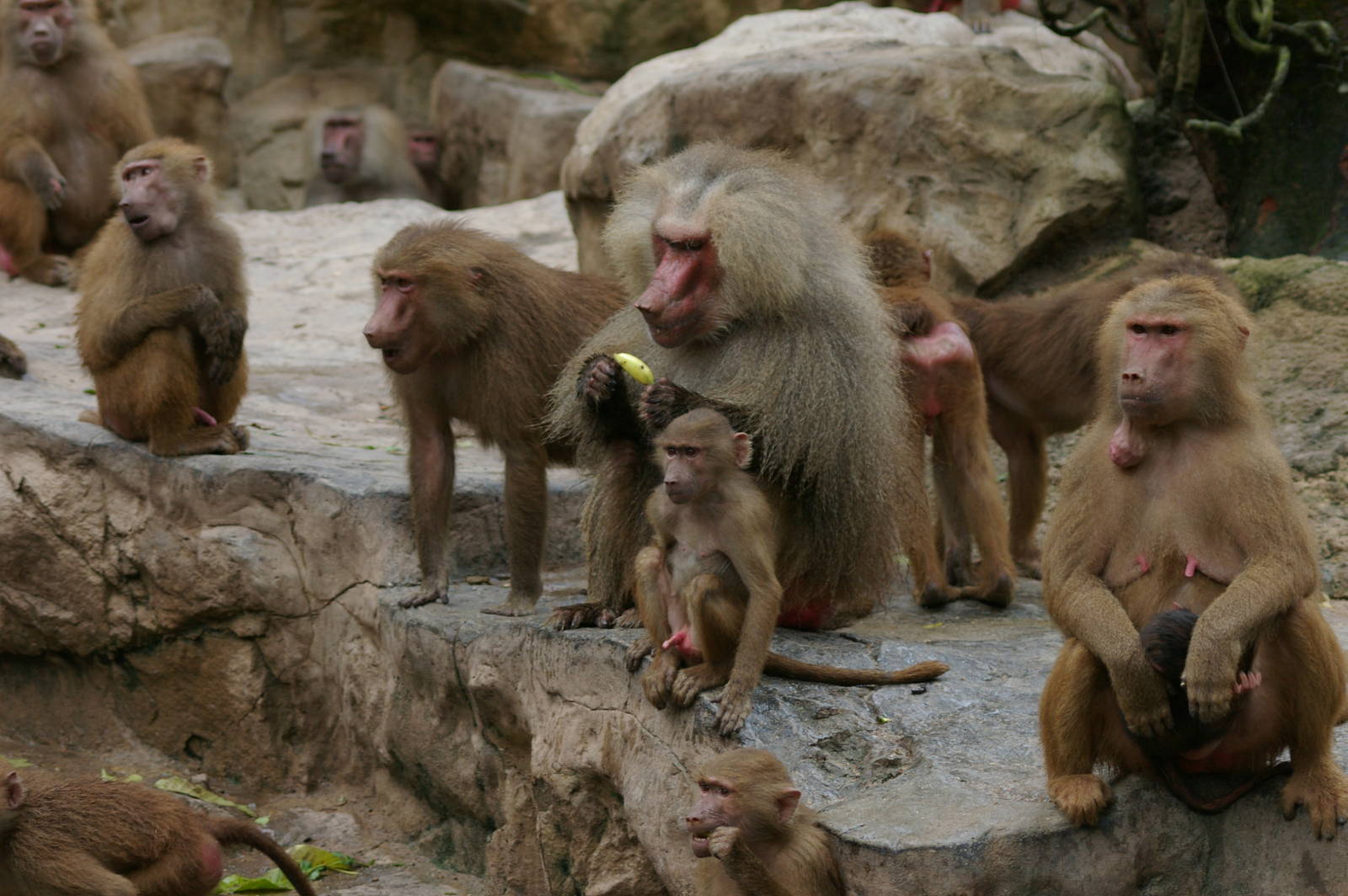 Hamadryas baboons
