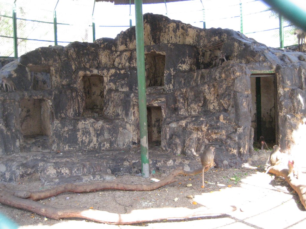 Hamadryas cage interior