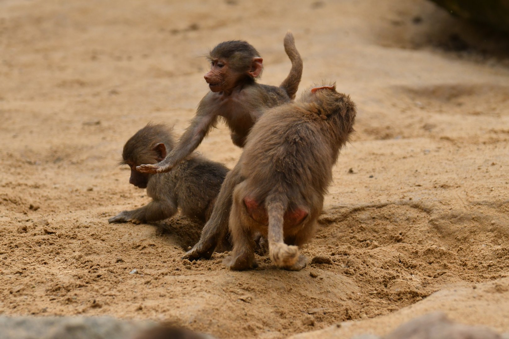 Hamadryas (Papio hamadryas)