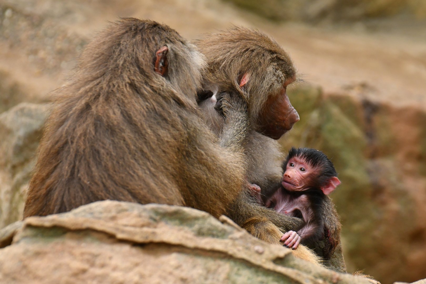 Hamadryas (Papio hamadryas)