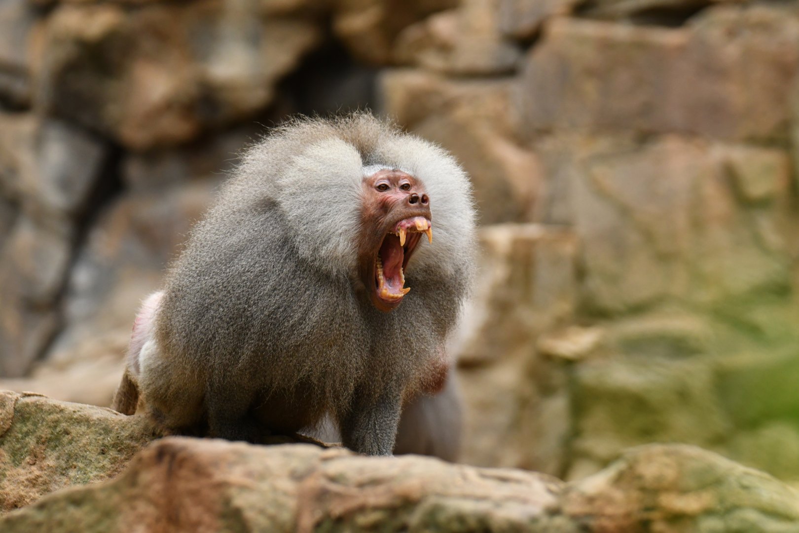 Hamadryas (Papio hamadryas)