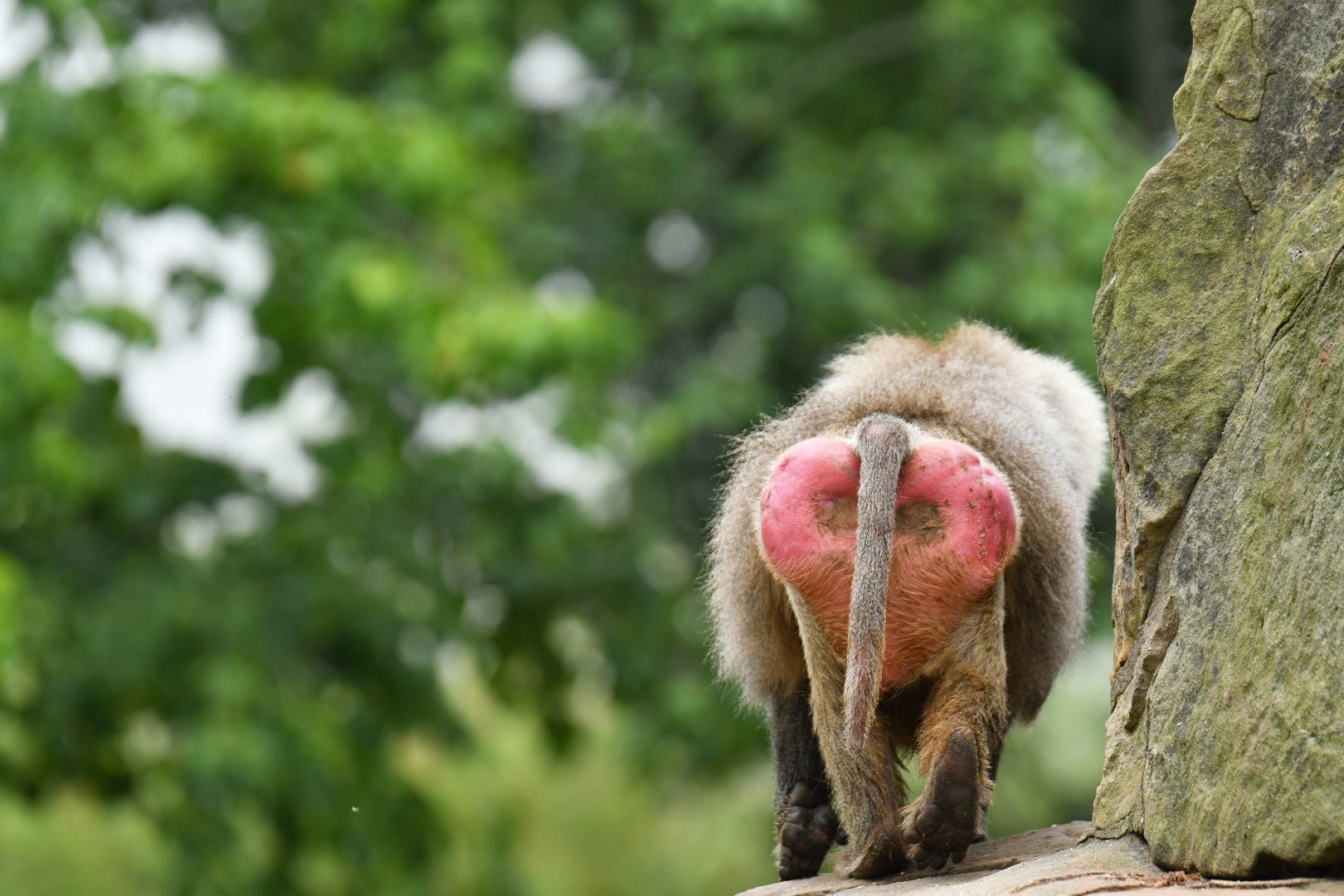 Hamadryas (Papio hamadryas)