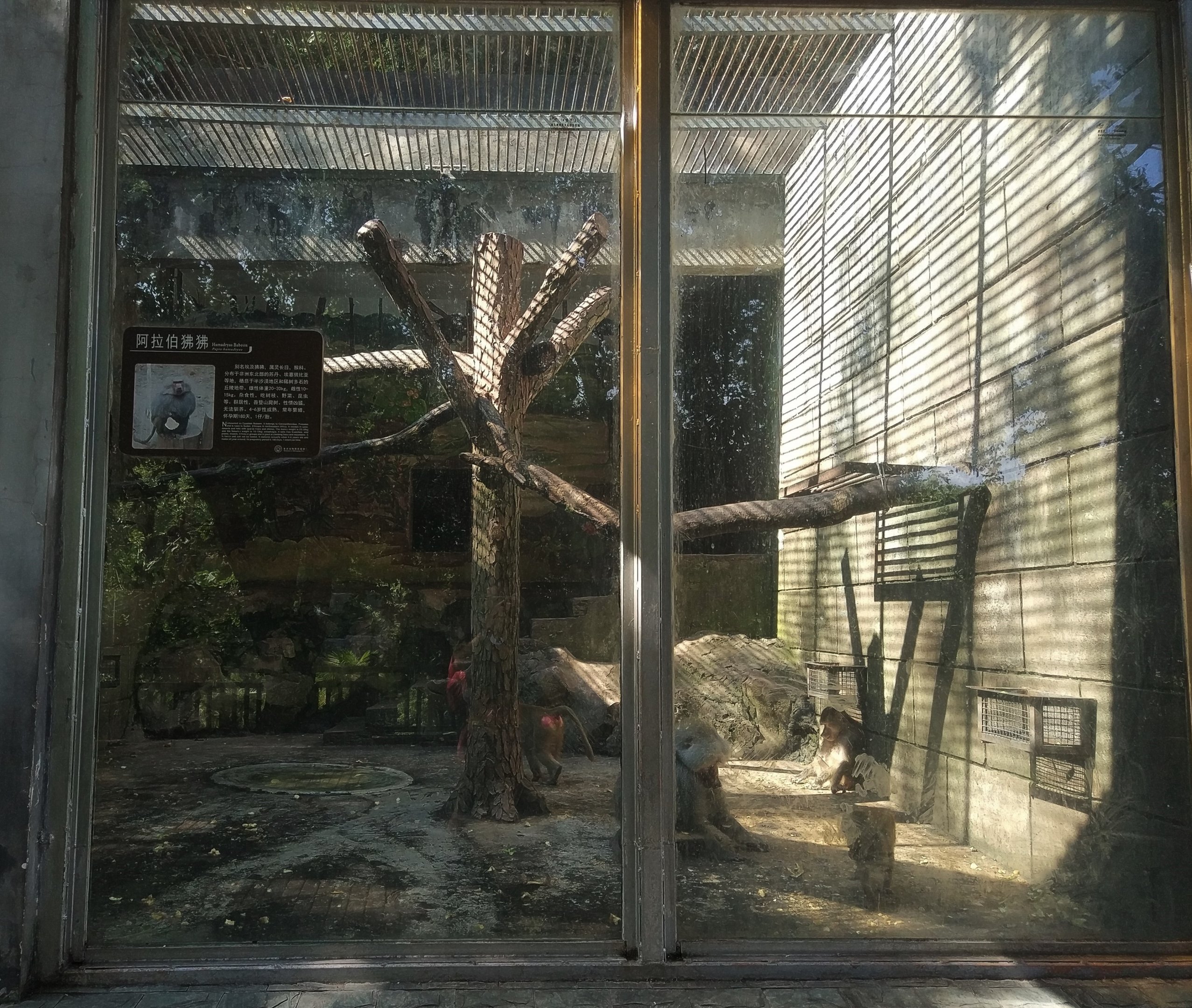 Hamadyas Baboon Exhibit