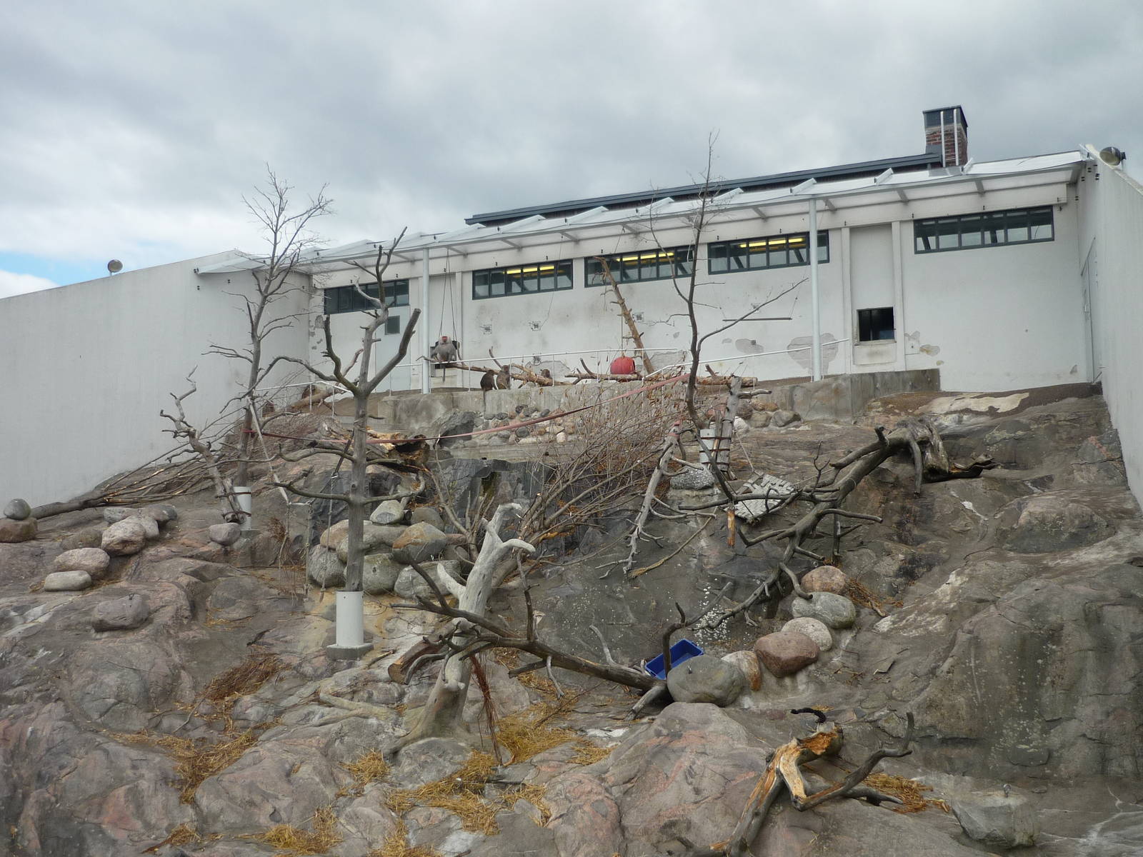 Hamadyras Baboon Exhibit 1