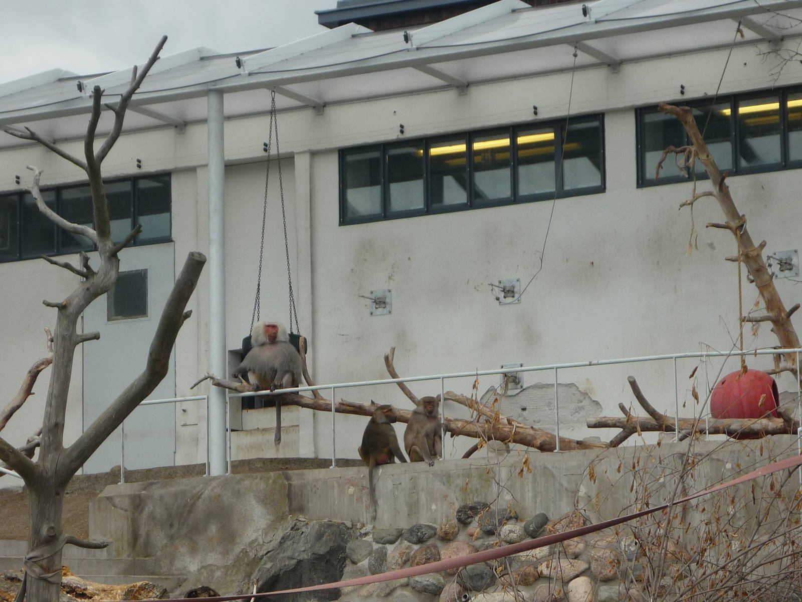 Hamadyras Baboon Exhibit 2