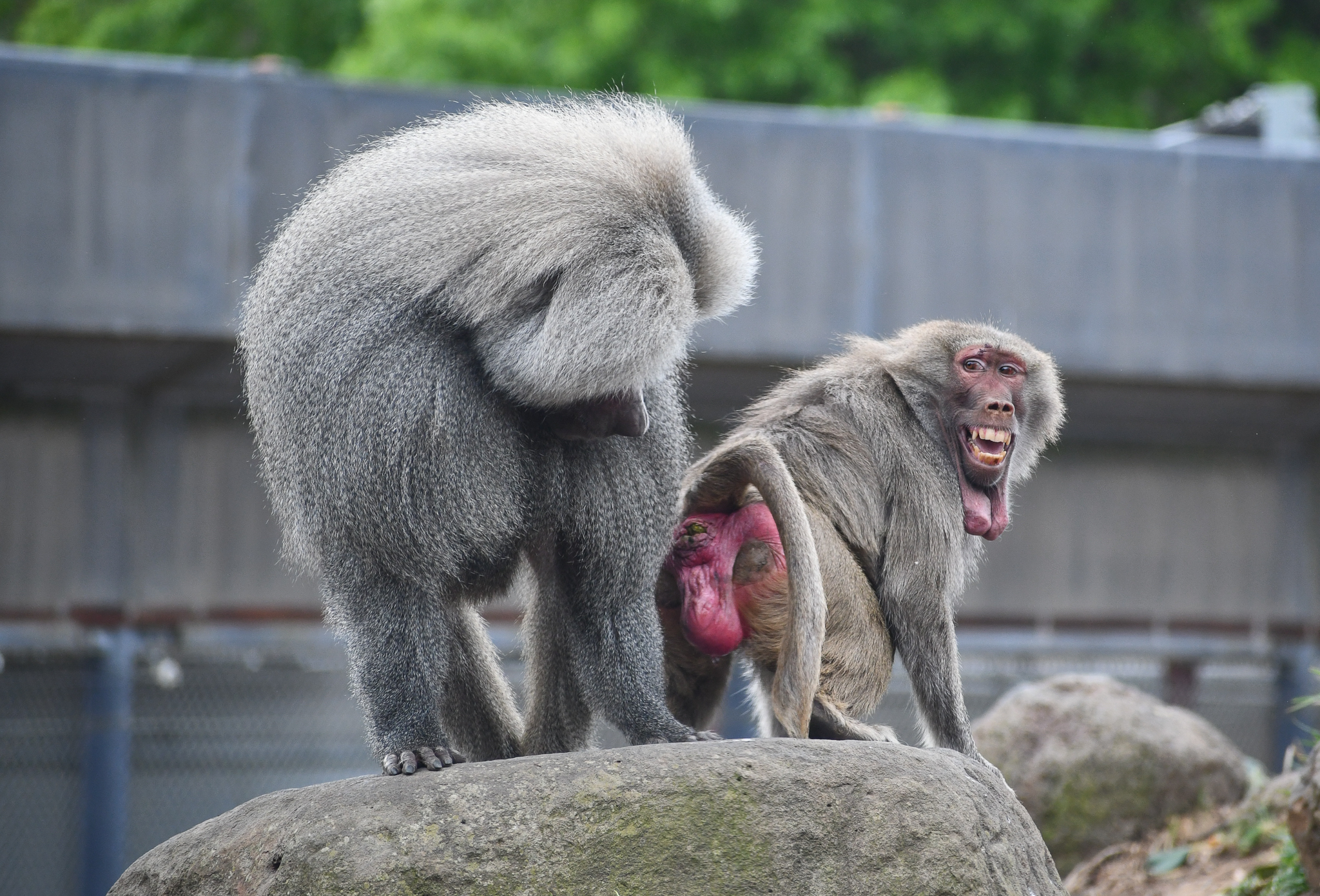 Hamadyras Baboons