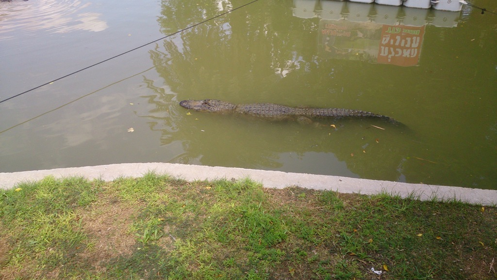 Hamat Gader Crocodile Farm 29.9.14