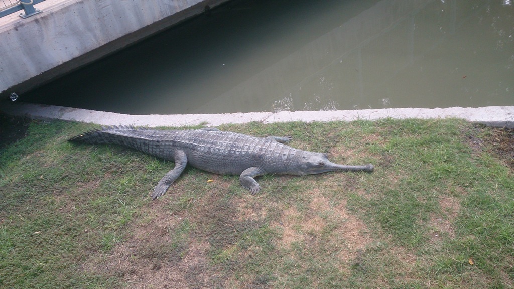 Hamat Gader Crocodile Farm 29.9.14