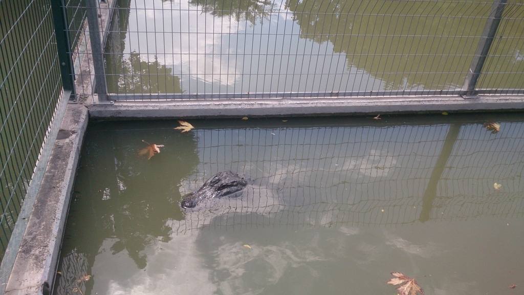 Hamat Gader Crocodile Farm 29.9.14