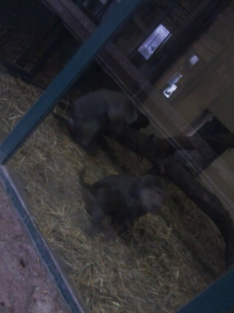 Hamatryas Baboons