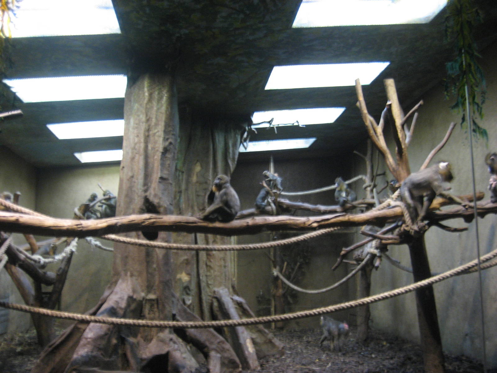 Hamburg Zoo - Mandrill indoor exhibit