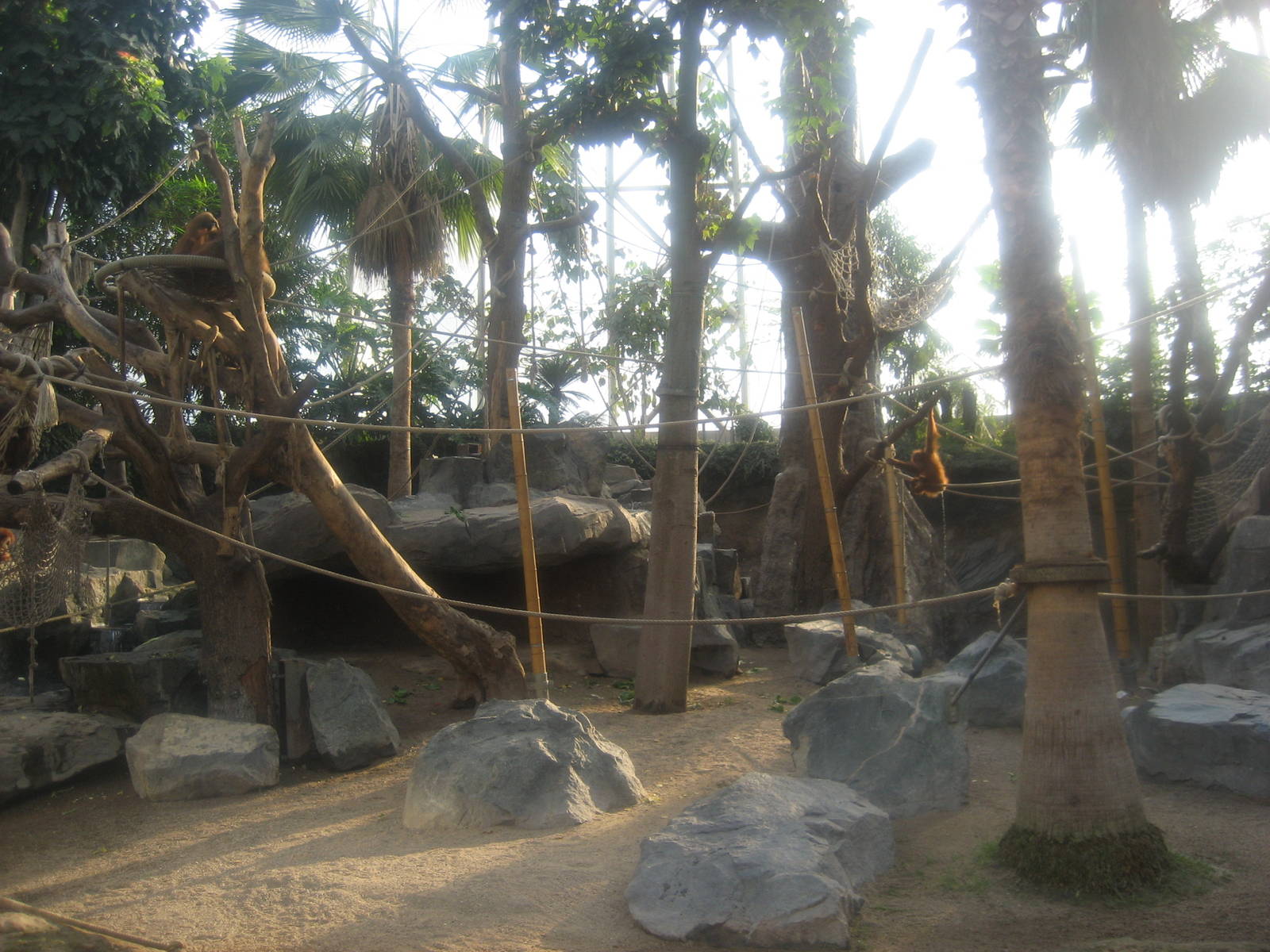 Hamburg Zoo - Orang-utan House