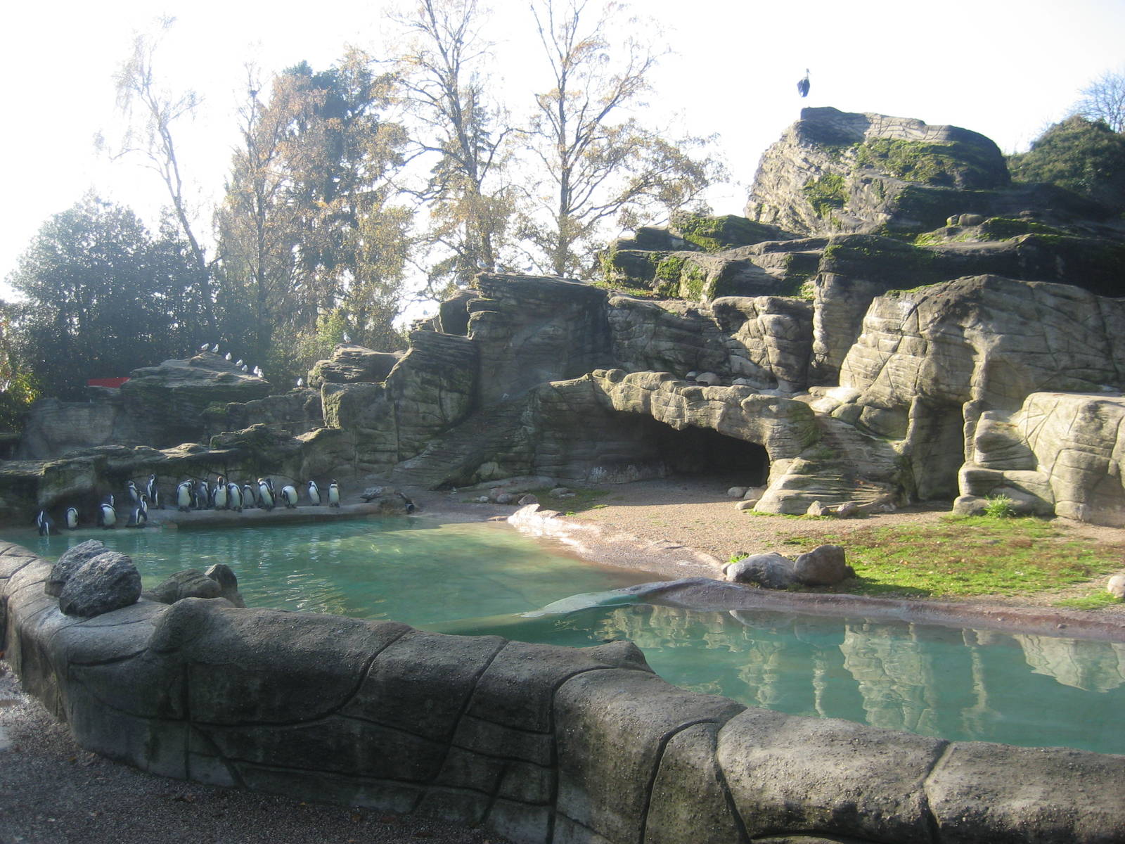 Hamburg Zoo - Penguin Exhibit