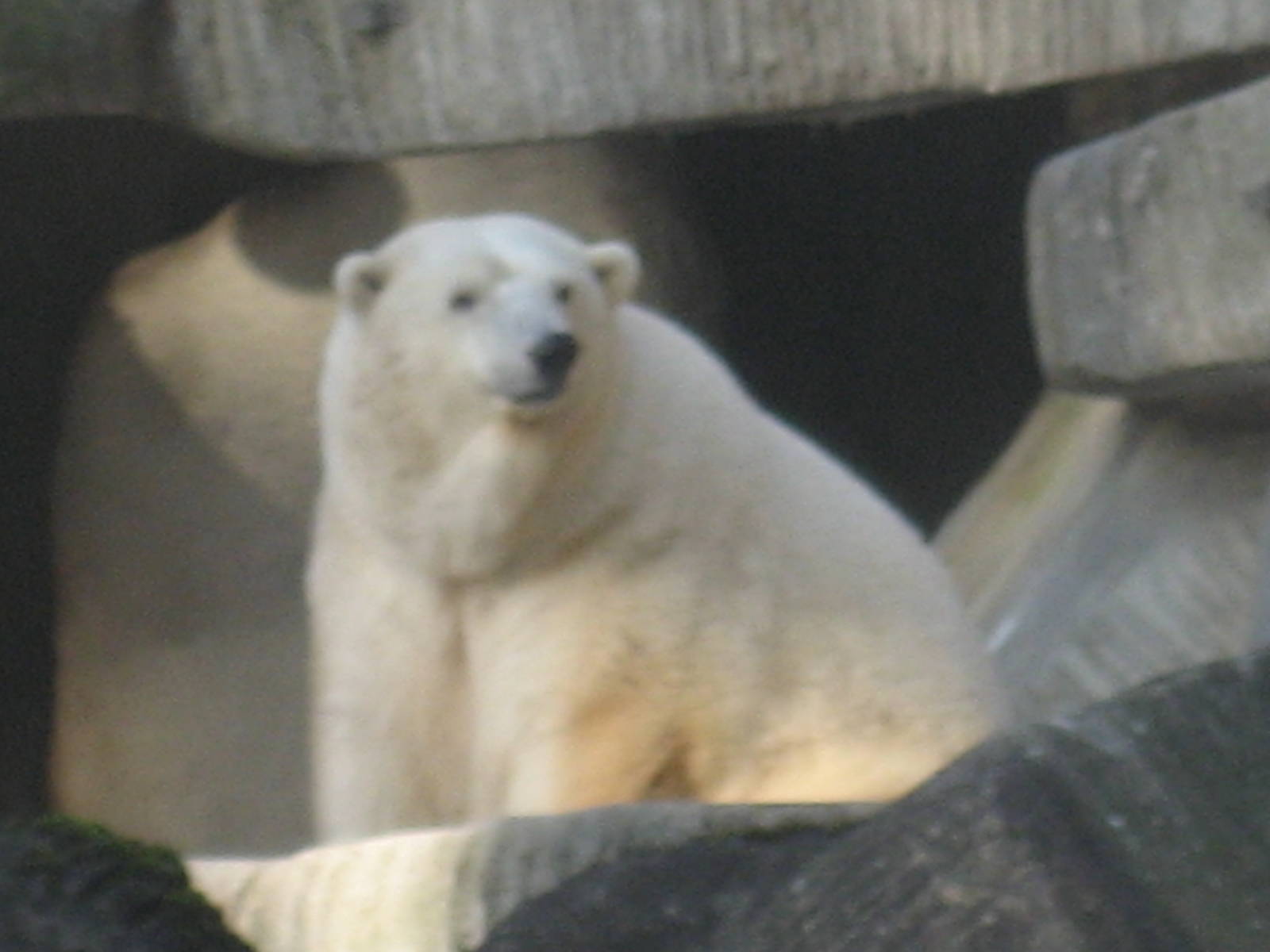 Hamburg Zoo - Polar bear