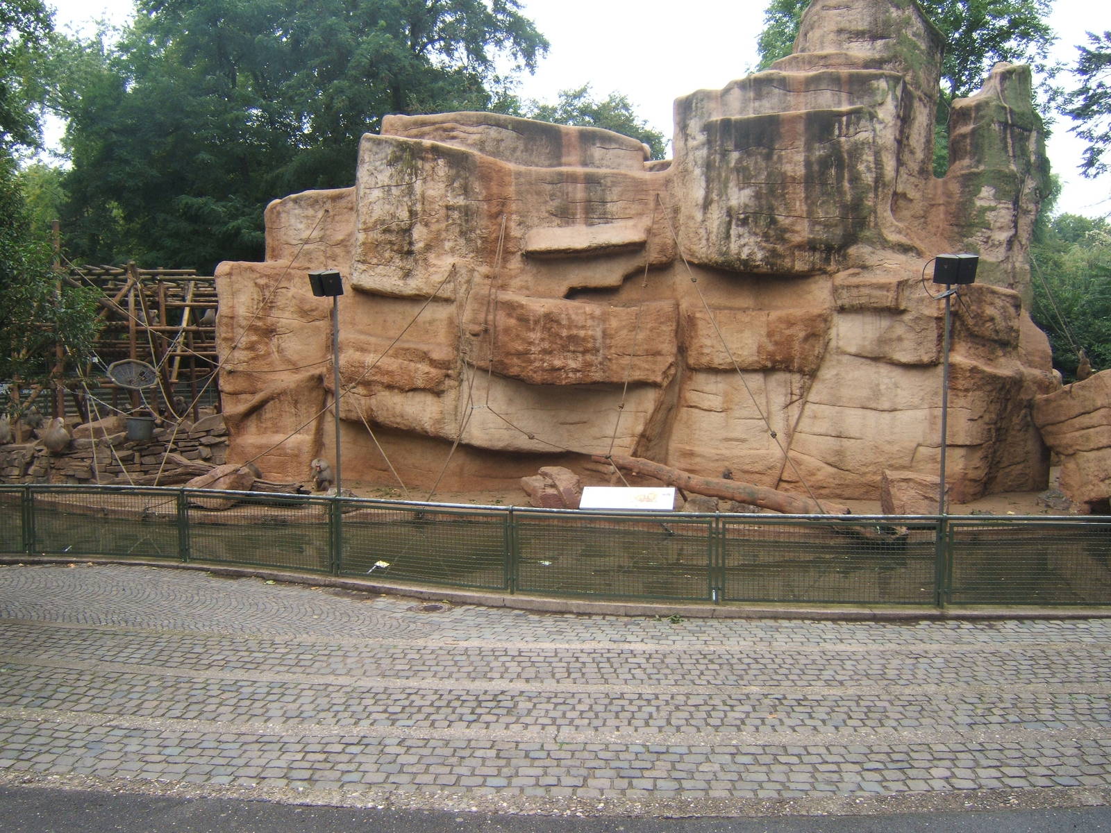 Hamdryas Baboon Rock