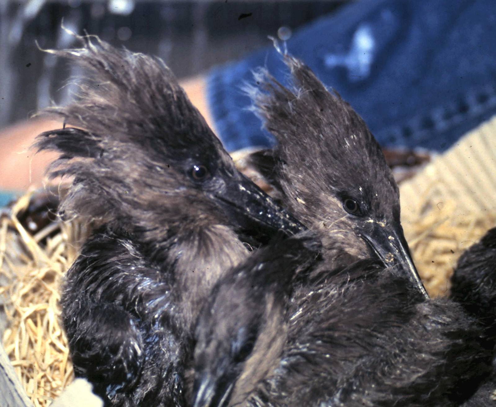 hamerhead-chicks