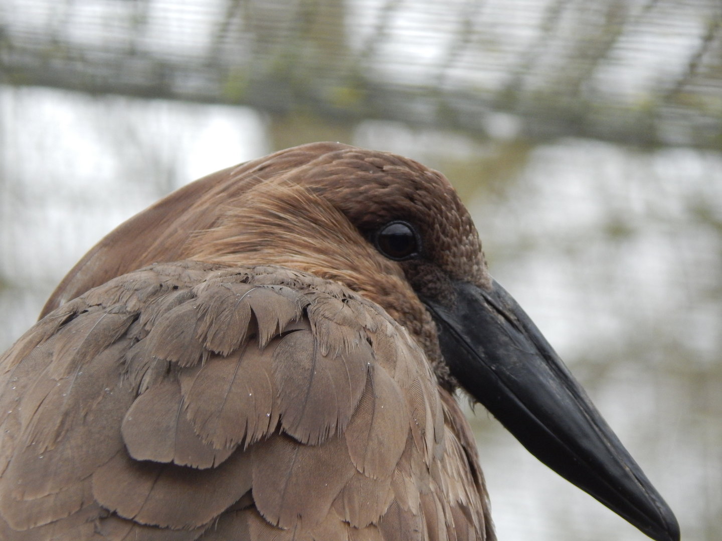 Hamerkop 010323