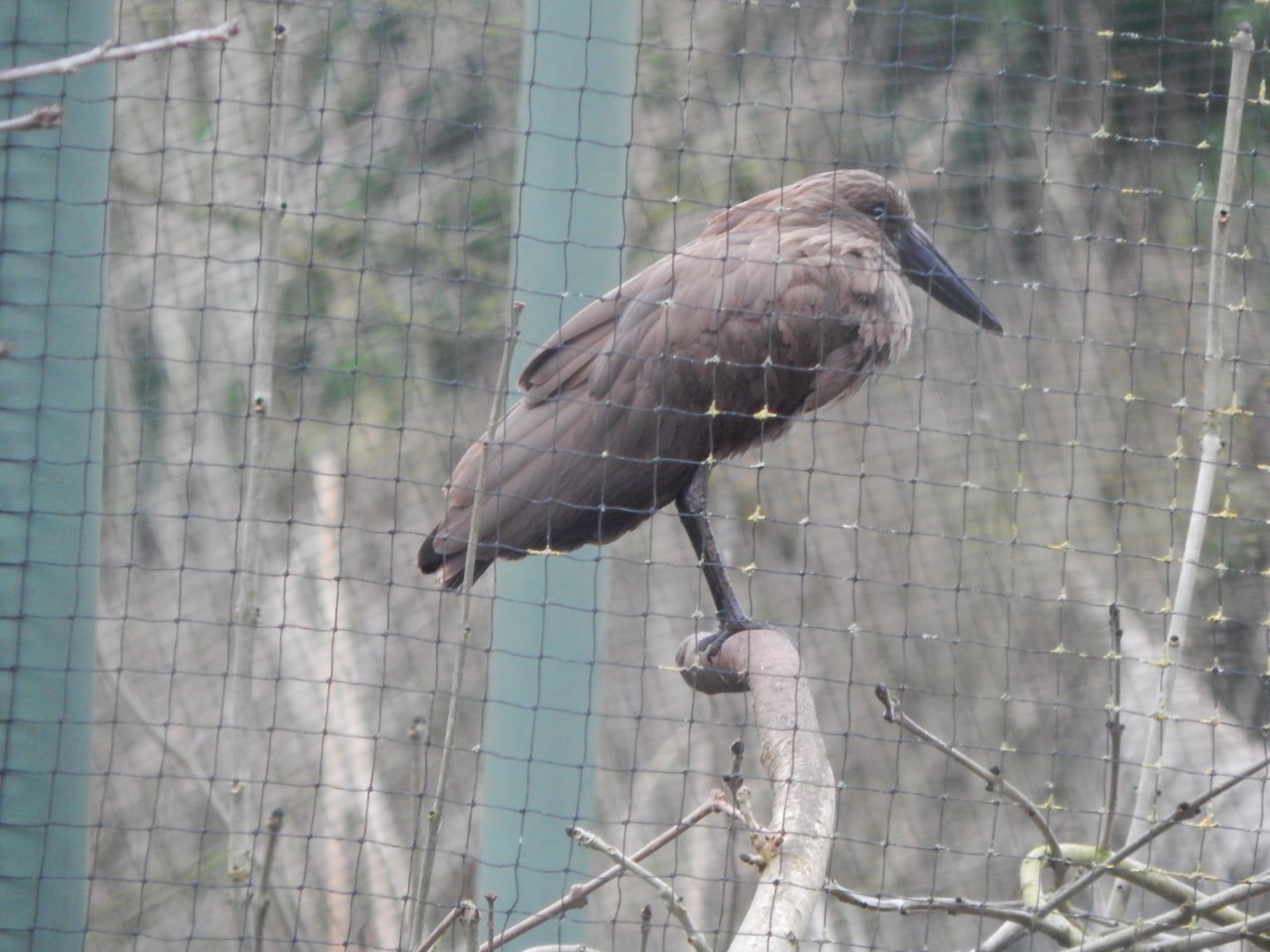 Hamerkop 050224