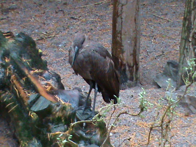 Hamerkop 061110