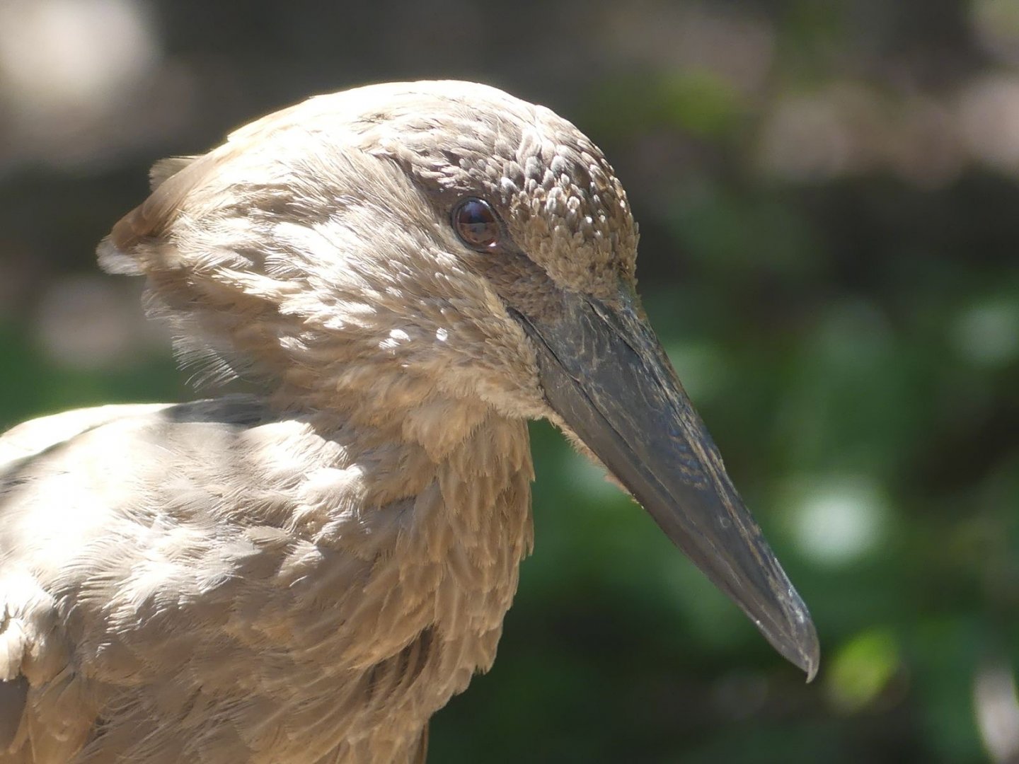 Hamerkop - 11.07.25