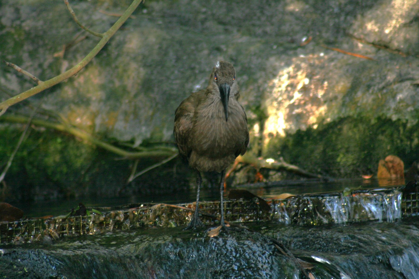 Hamerkop(20/2/25)