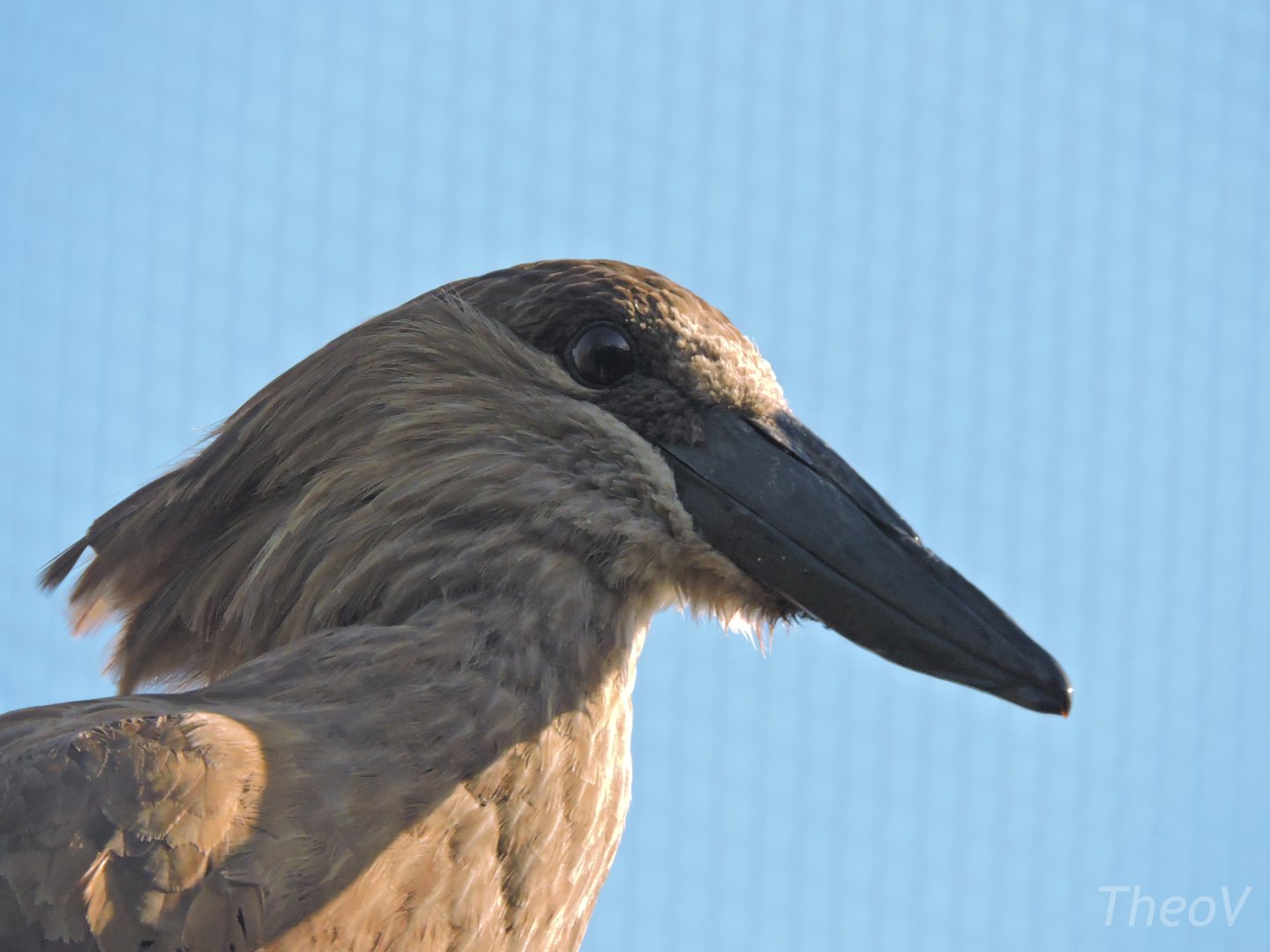 Hamerkop [2015]