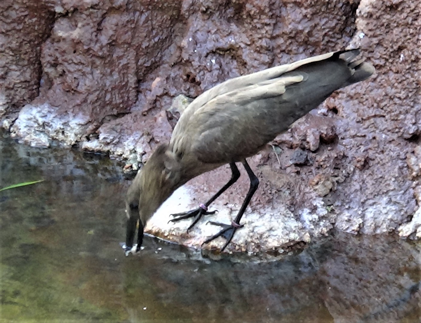 Hamerkop about to catch a fish