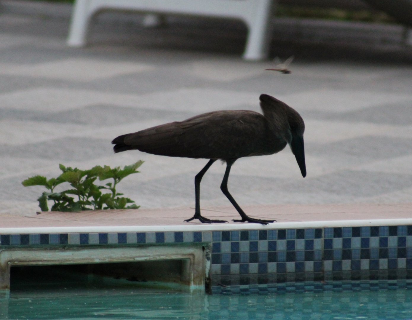 Hamerkop and Dragonfly at the hotelpool