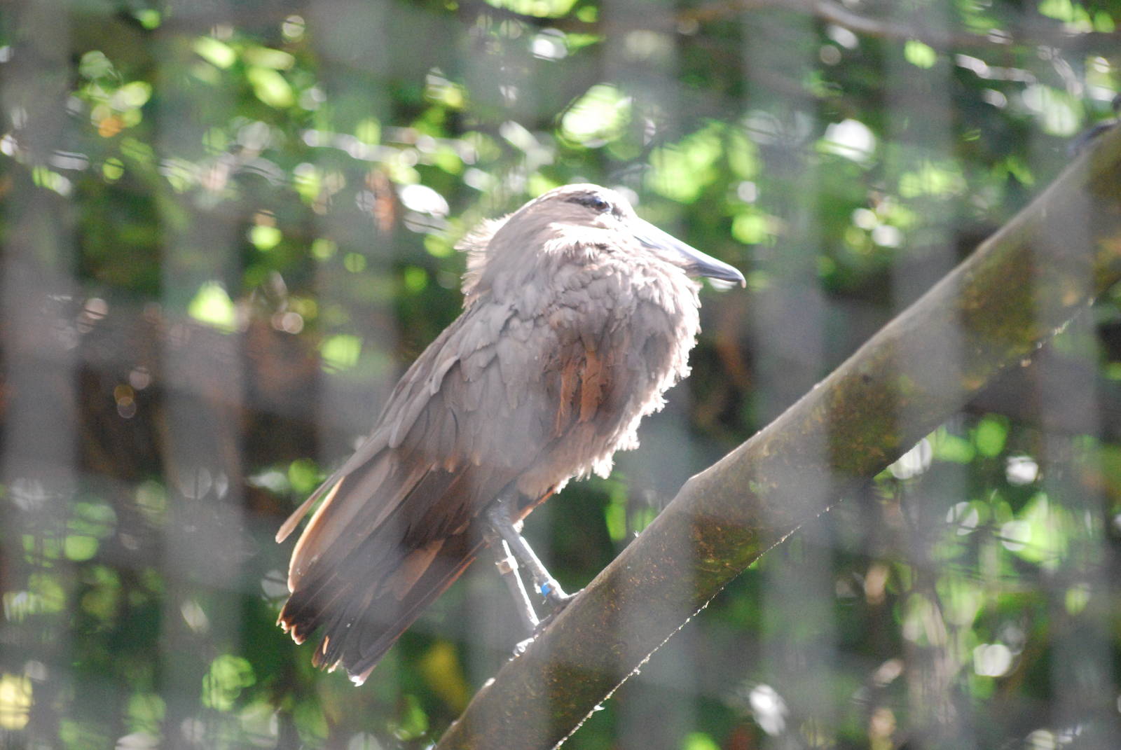 Hamerkop at Africa Alive!