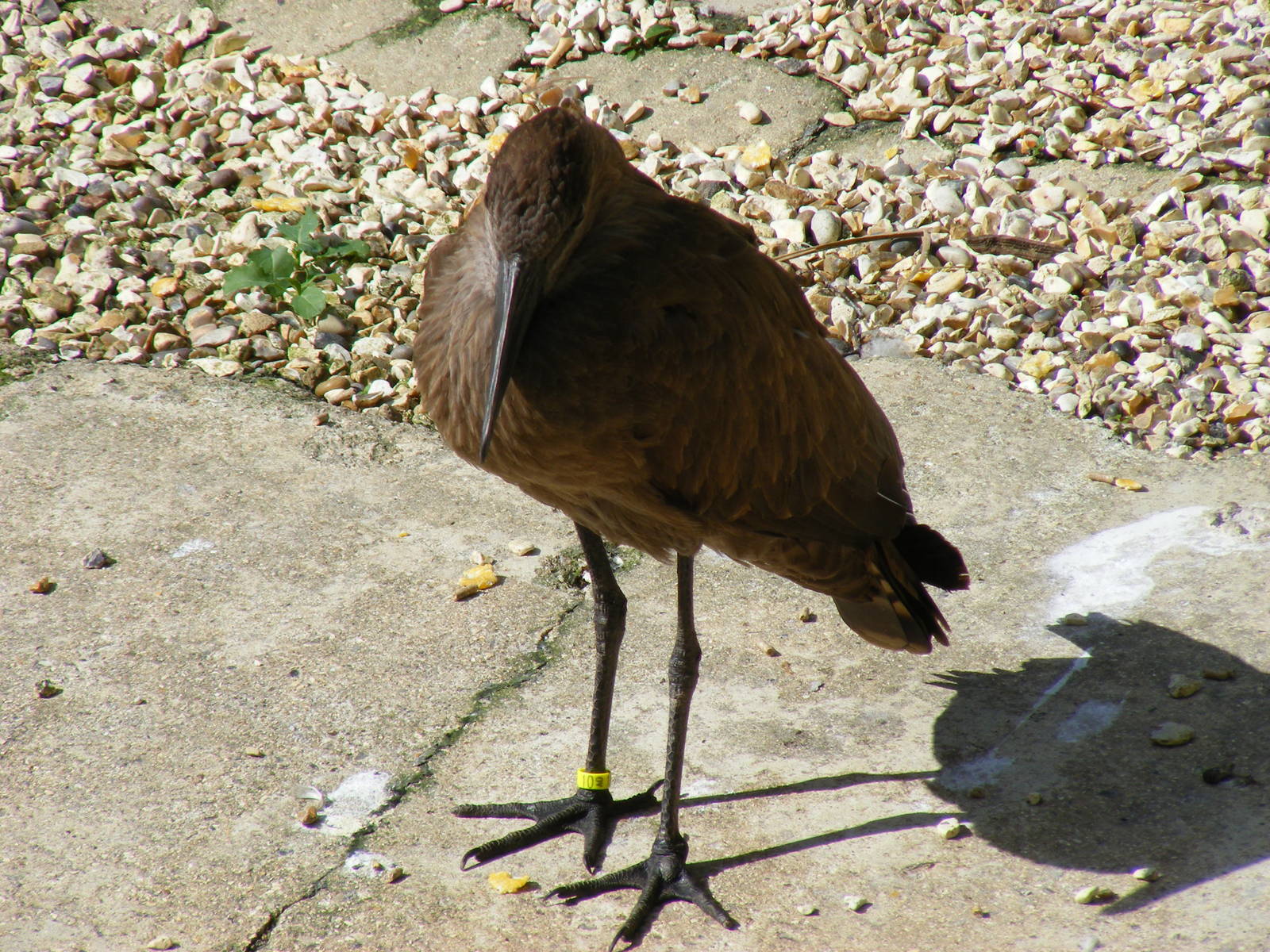 Hamerkop at Birdworld, 20 June 2010