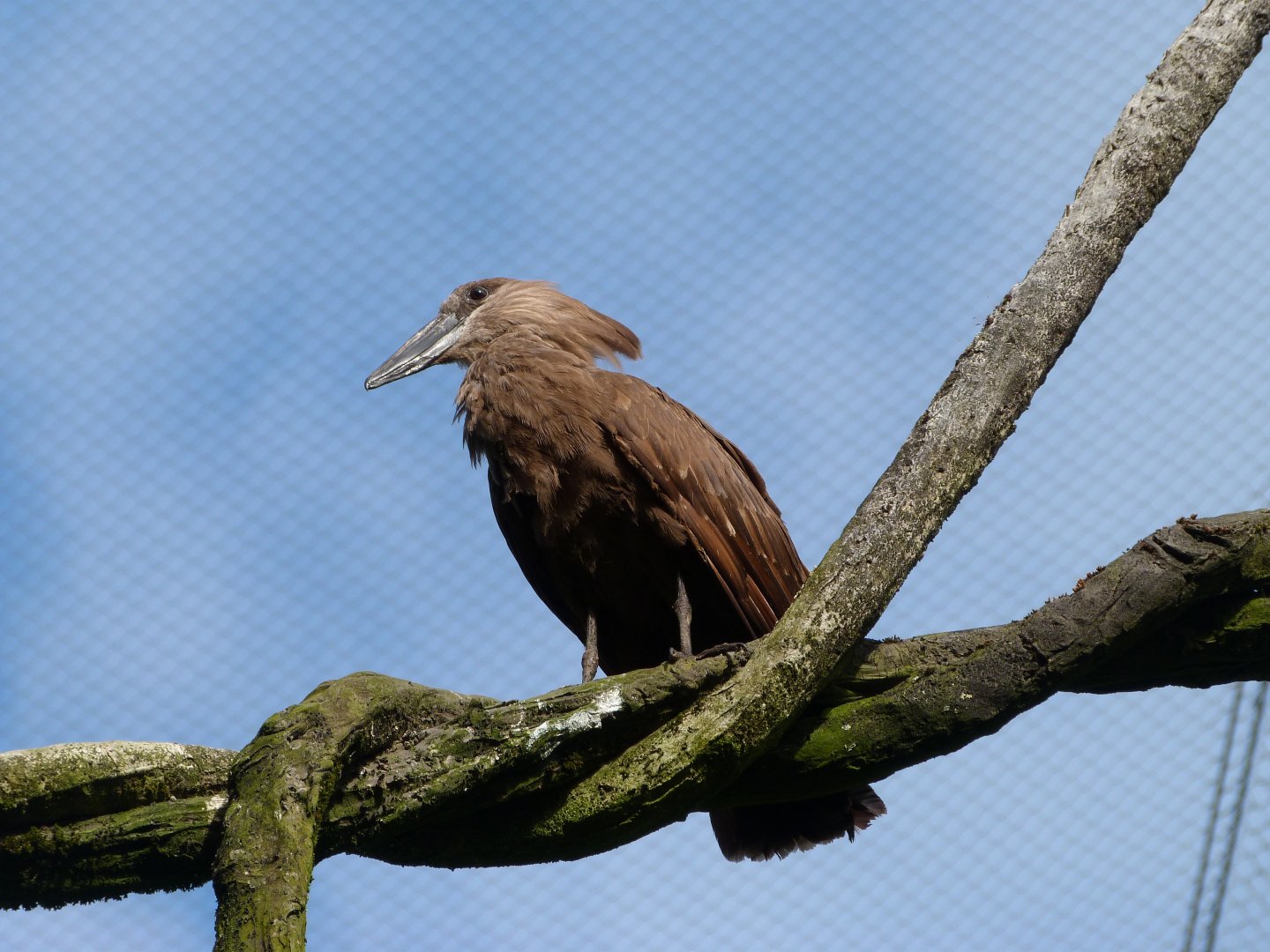 Hamerkop -Bioparc de Doué la Fontaine (2025)