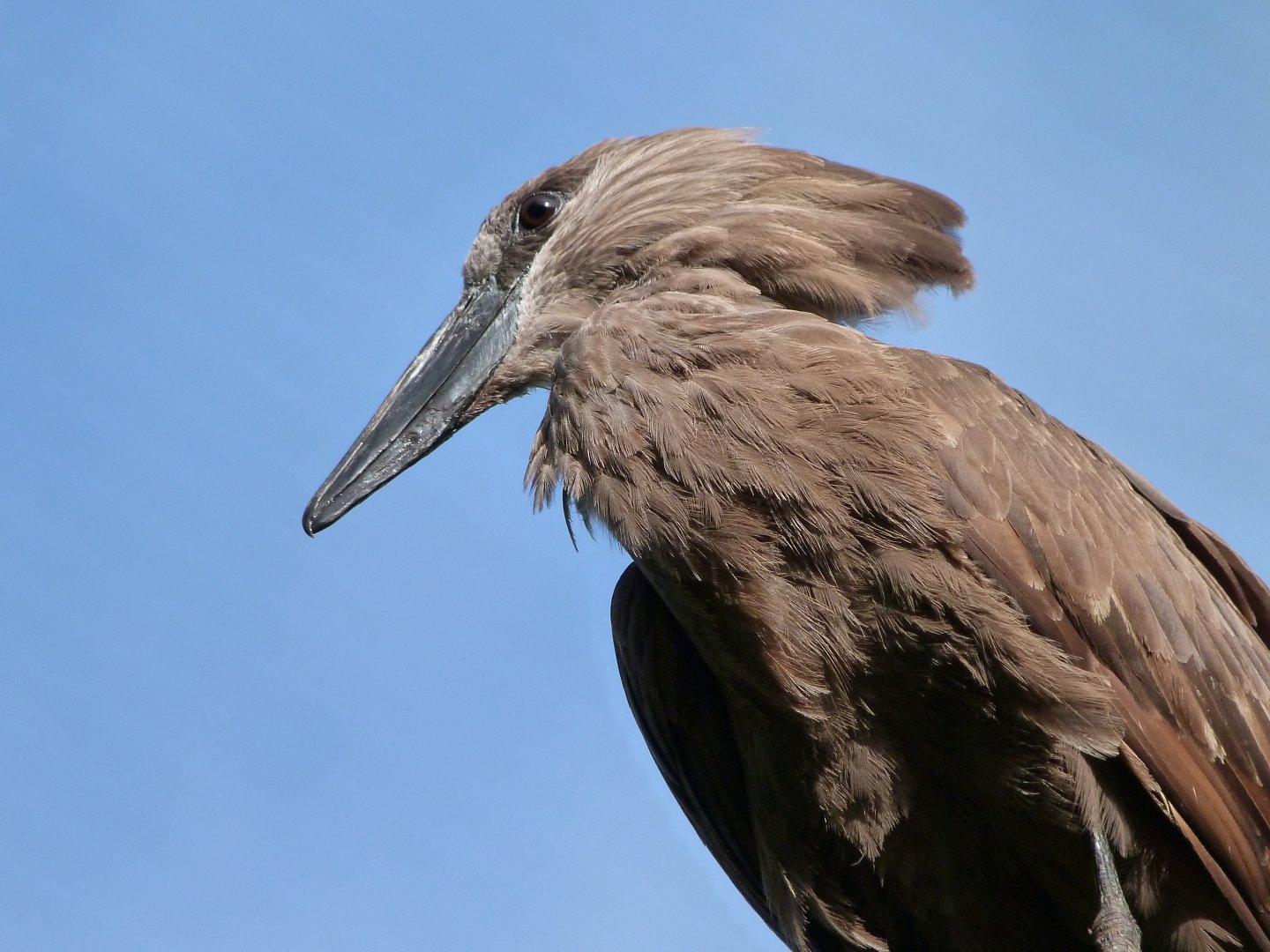 Hamerkop -Bioparc de Doué la Fontaine (2025)