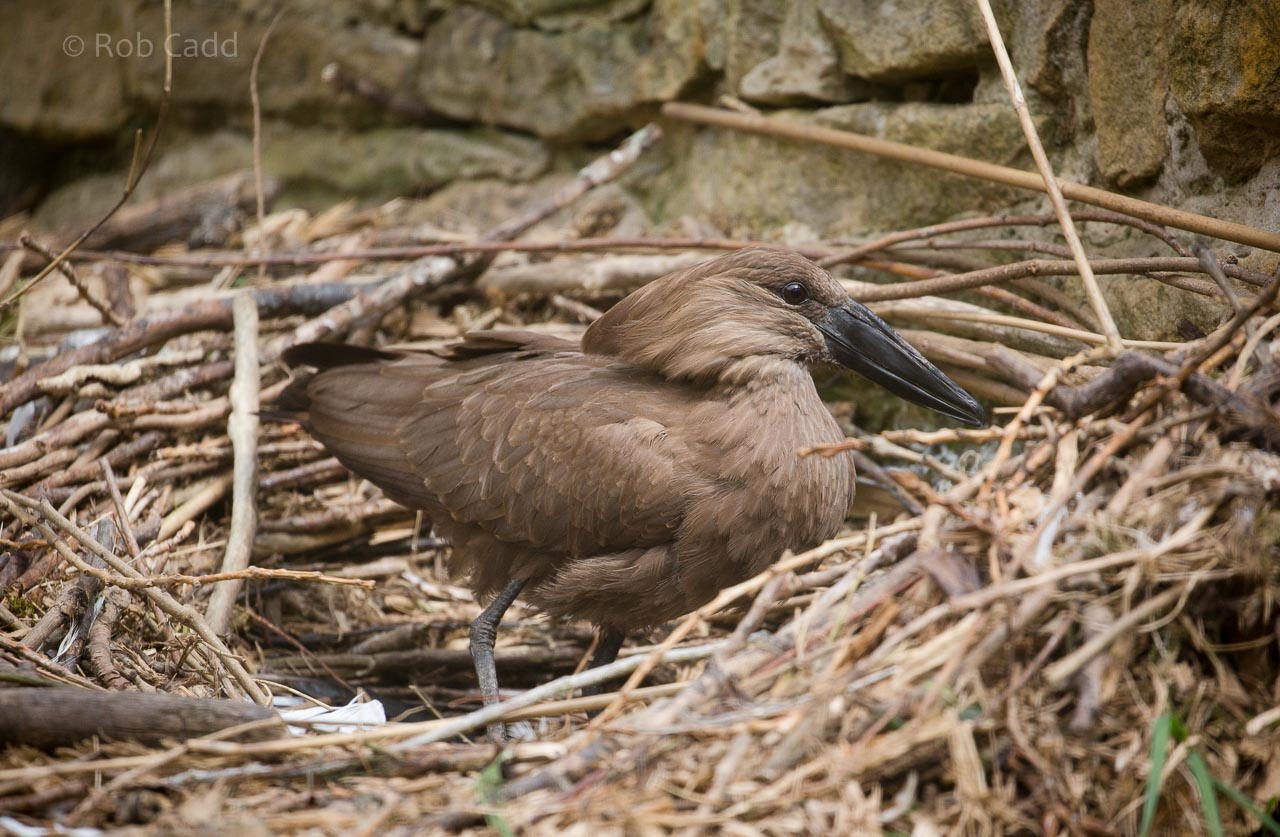 Hamerkop : Birdland : 19 Apr 2015