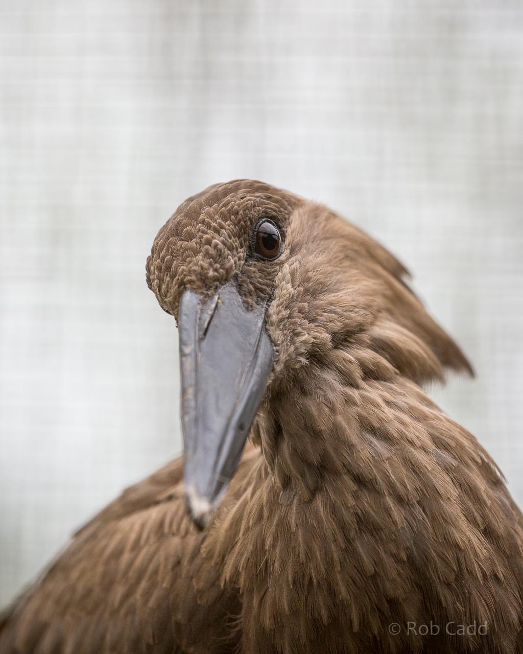 Hamerkop : Birdland : 19 Apr 2015