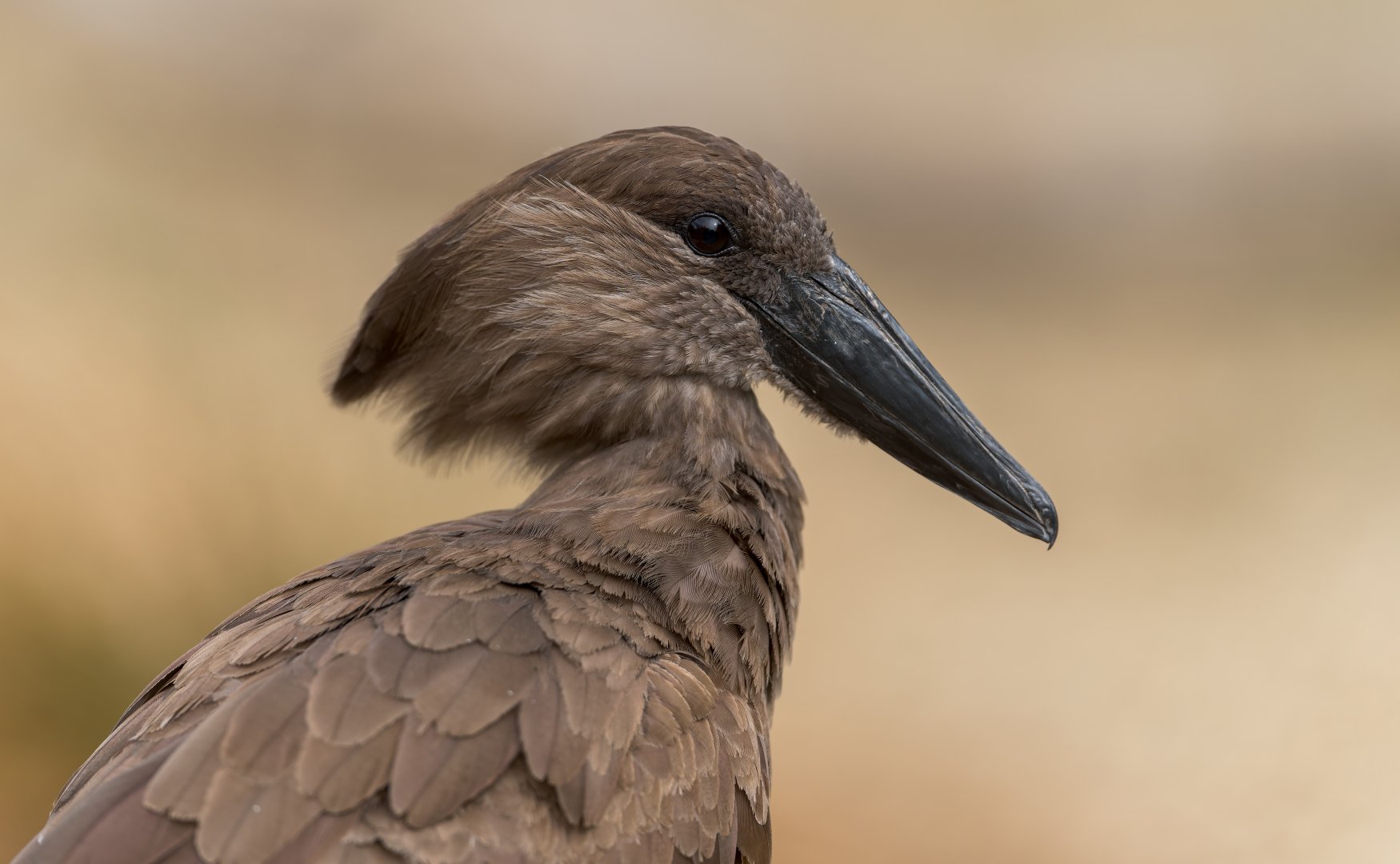 Hamerkop, Chester, UK