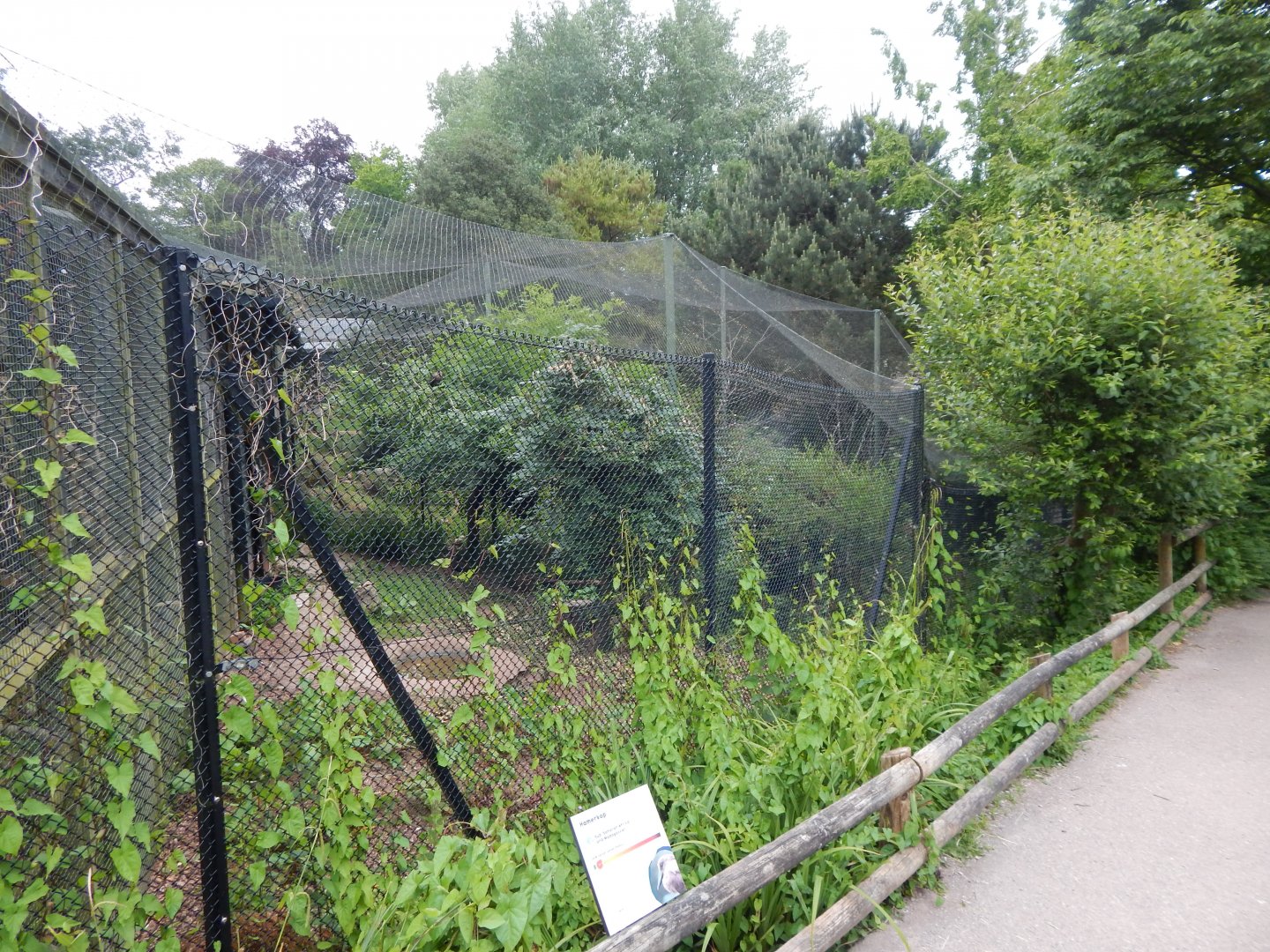 Hamerkop exhibit 130624