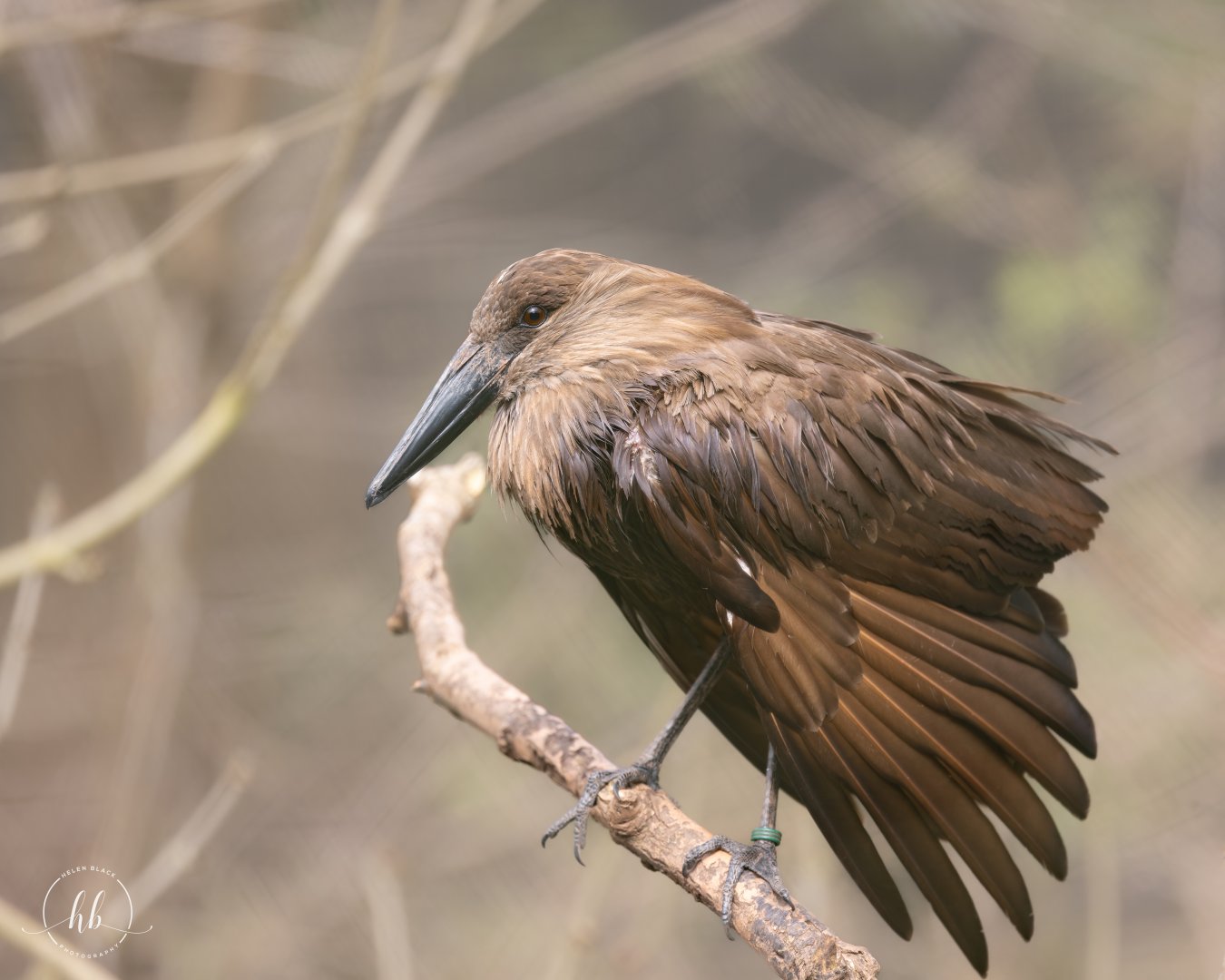 Hamerkop (Hamerhead) / Paignton / 15-3-24
