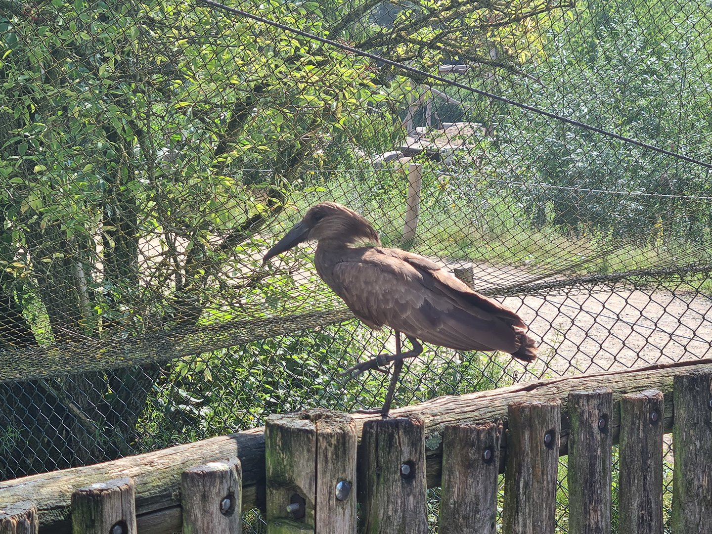 Hamerkop in Flamingo aviary