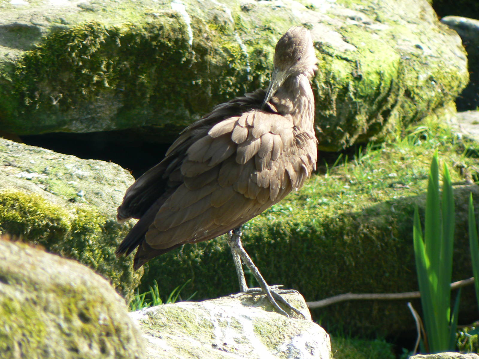 Hamerkop- Into Africa