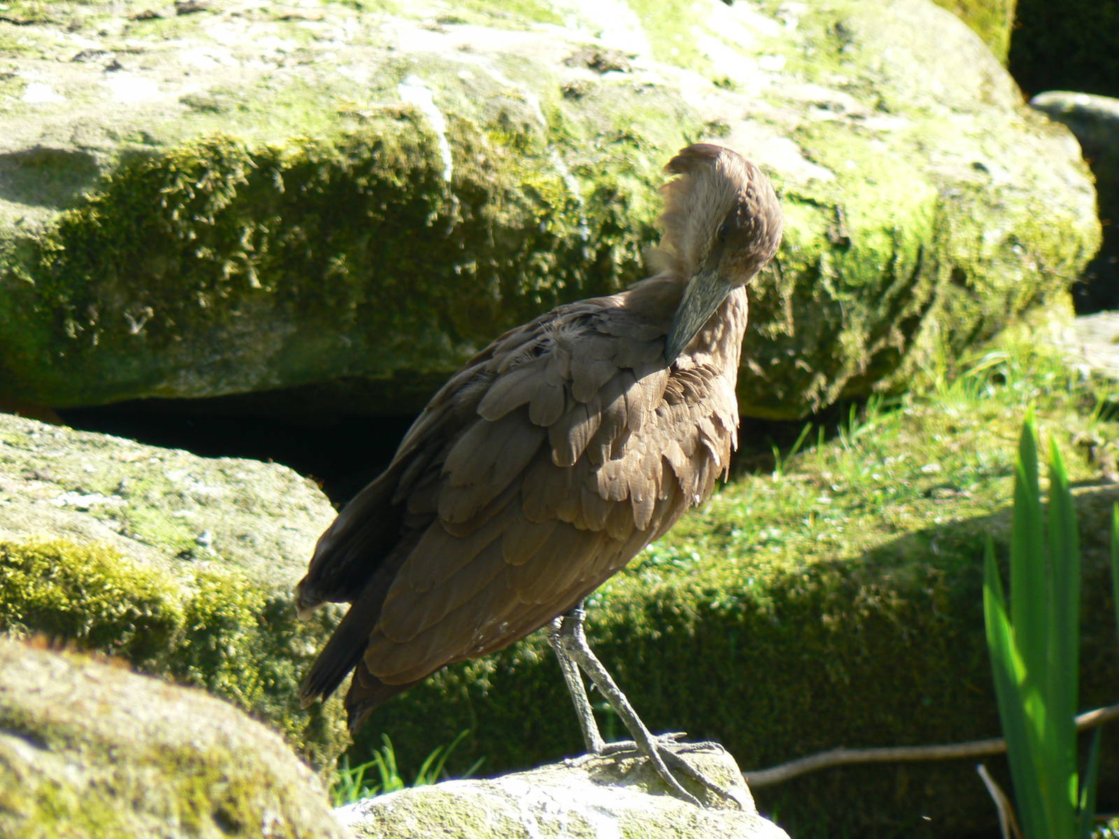 Hamerkop- Into Africa