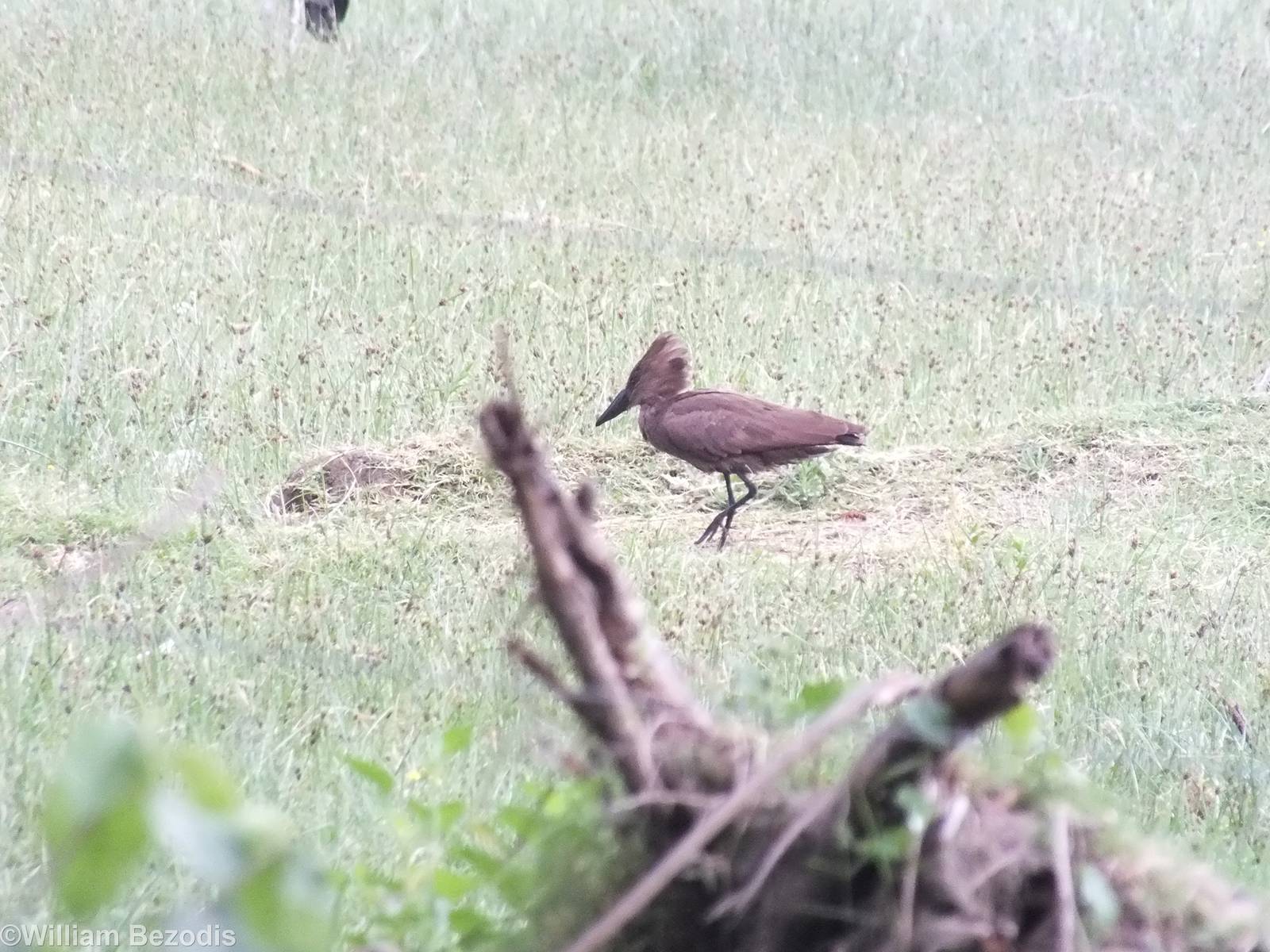 Hamerkop - Lake Naivasha