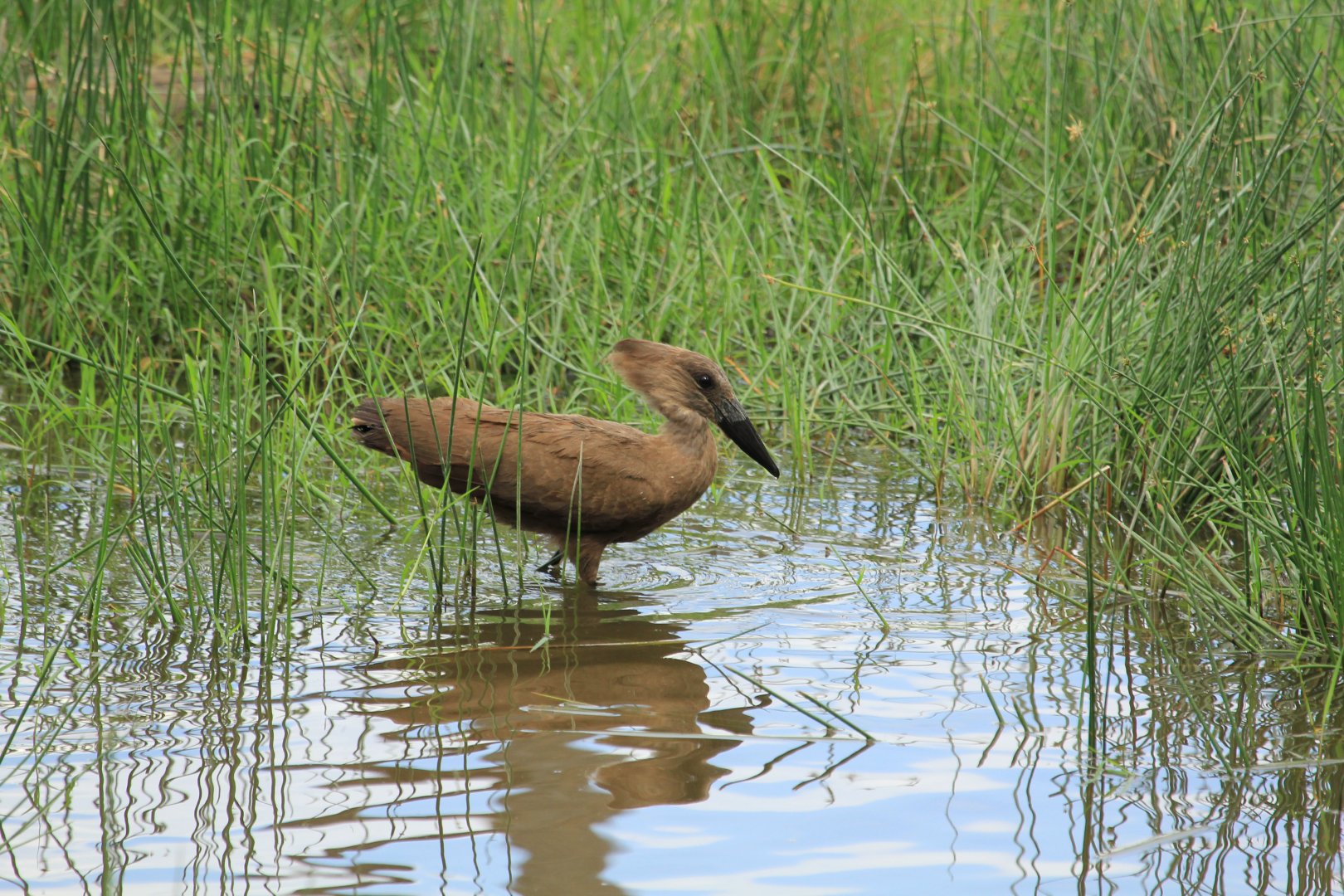 Hamerkop - Lake Nakuru NP (September 2018)