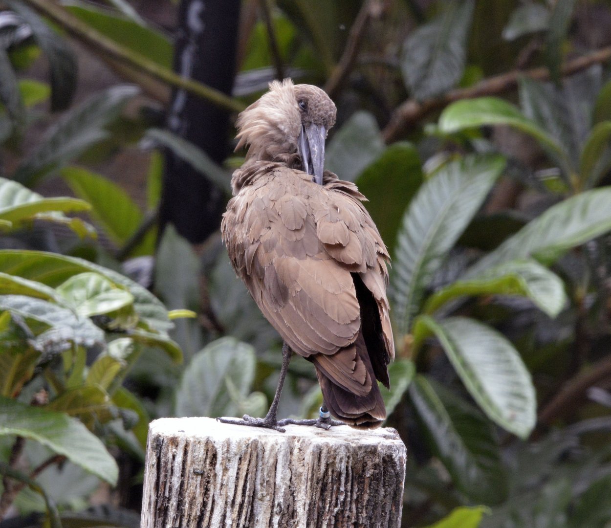 Hamerkop London zoo 25 07 2020