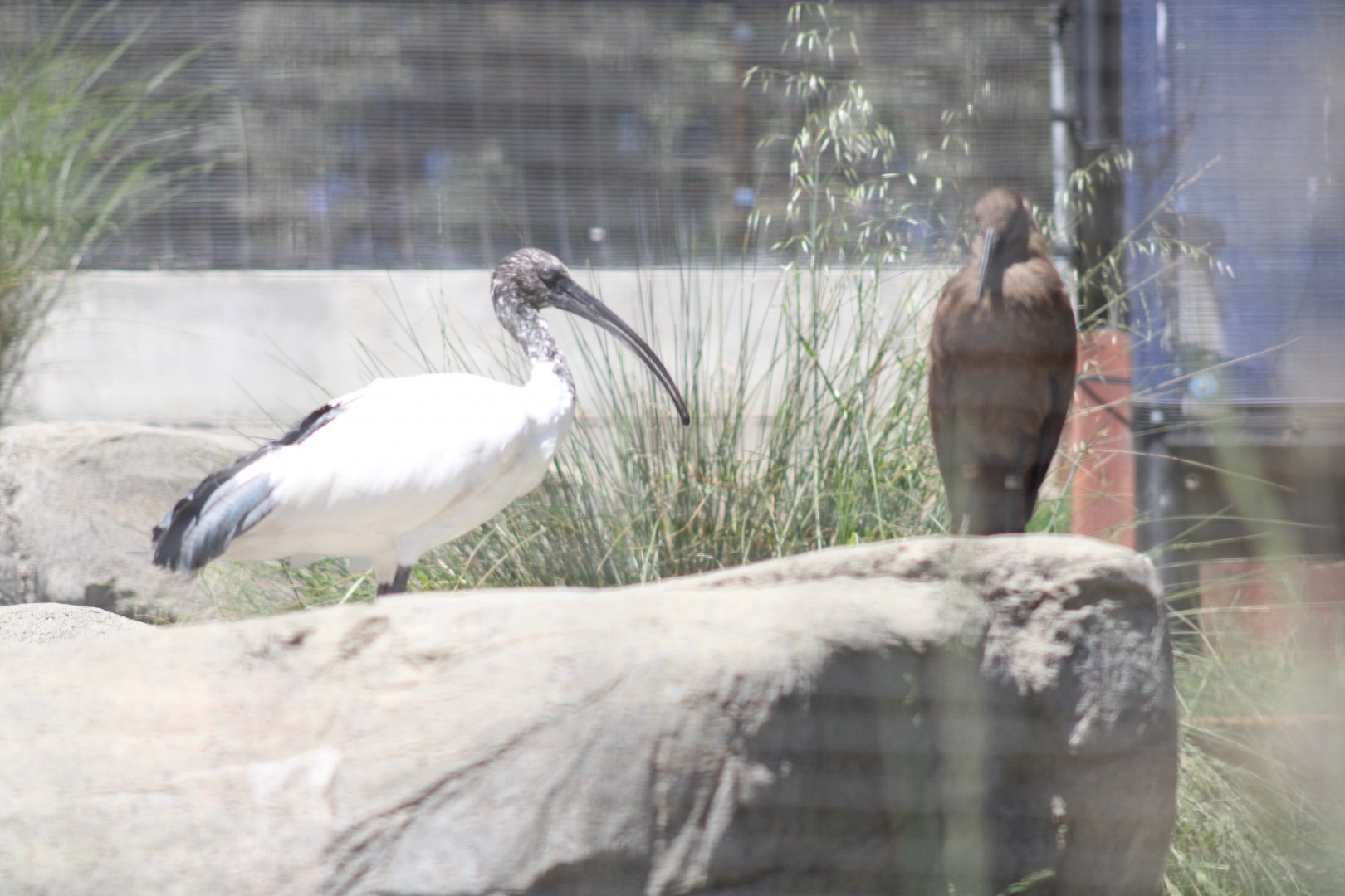 Hamerkop & Malagasy Sacred Ibis [May 11, 2022]