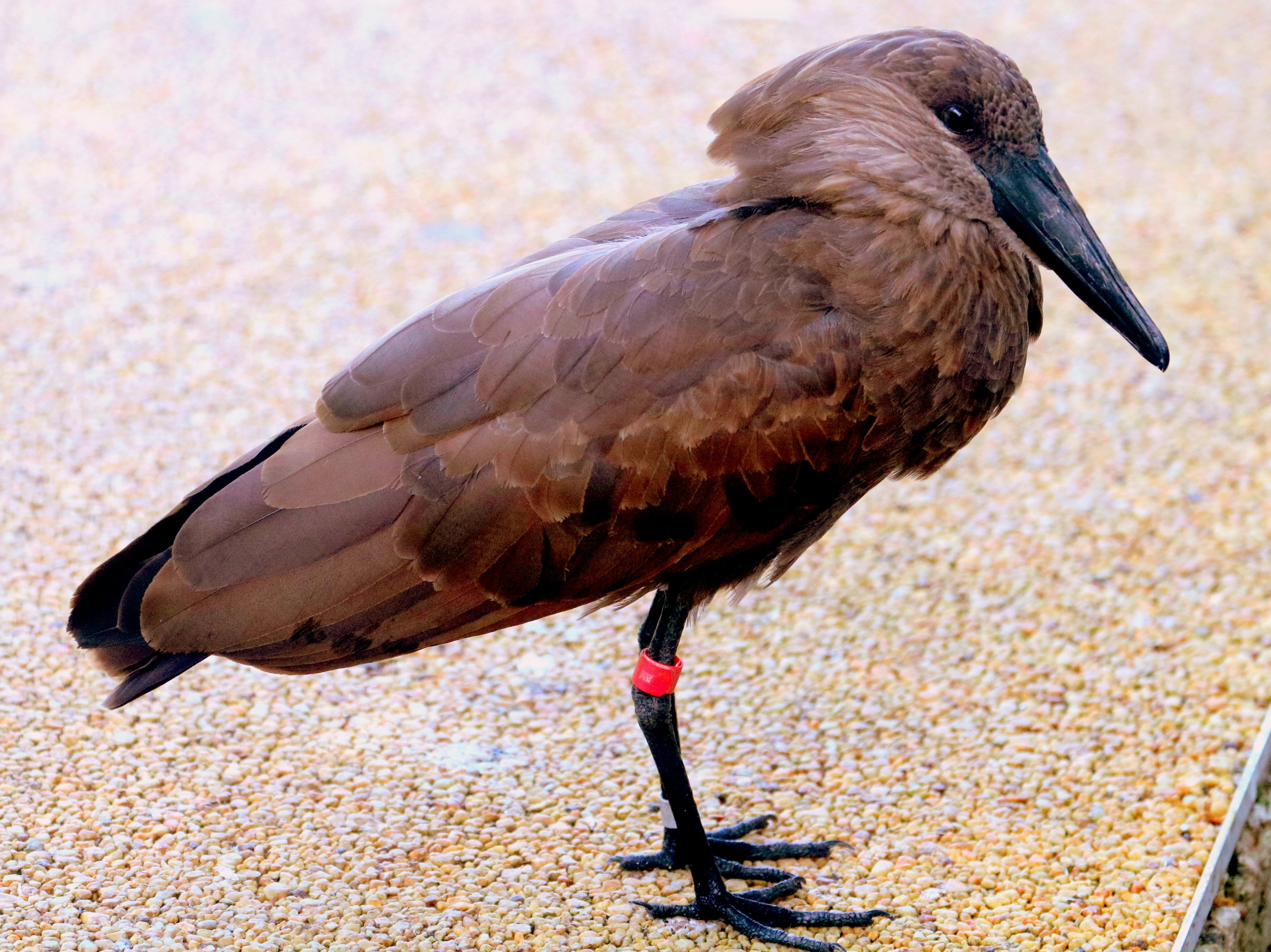 Hamerkop; Marwell; 6th August 2019