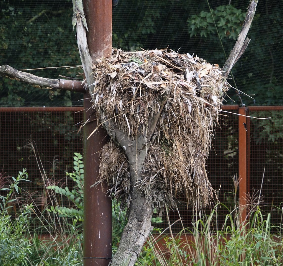 Hamerkop nest, 2024-08-21