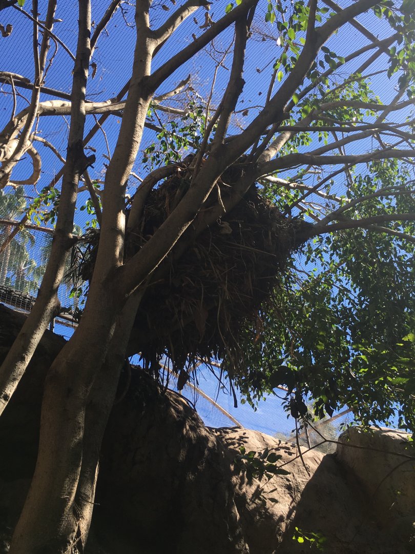 Hamerkop Nest