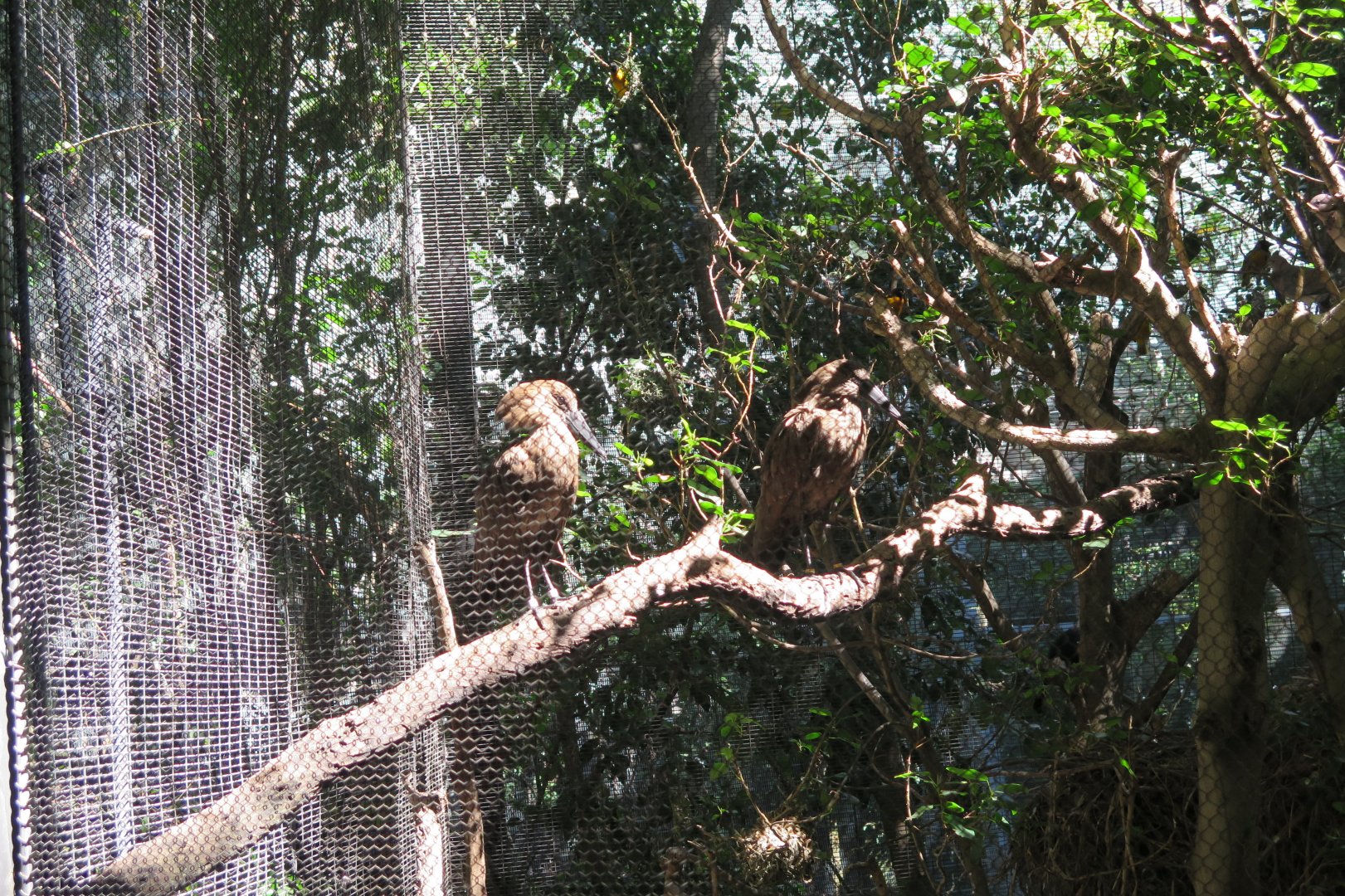Hamerkop Pair(8/23/2024)