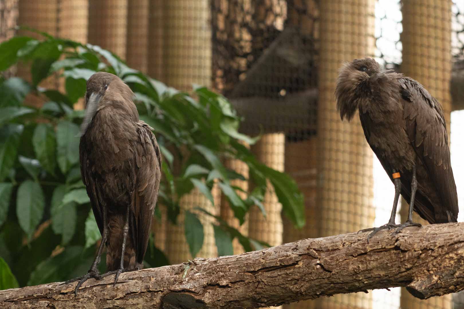 Hamerkop pair